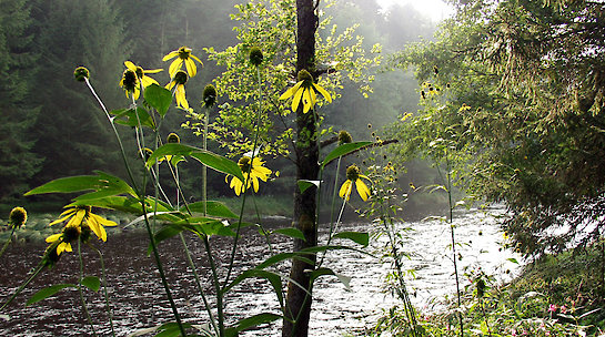 Schrottenbaummühle - Wandern an der Ilz in Bayern